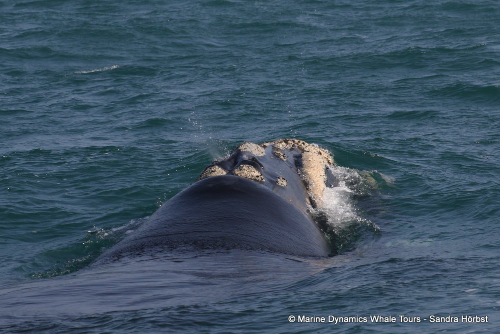 Southern right whale, whale watching, gansbaai, south africa,