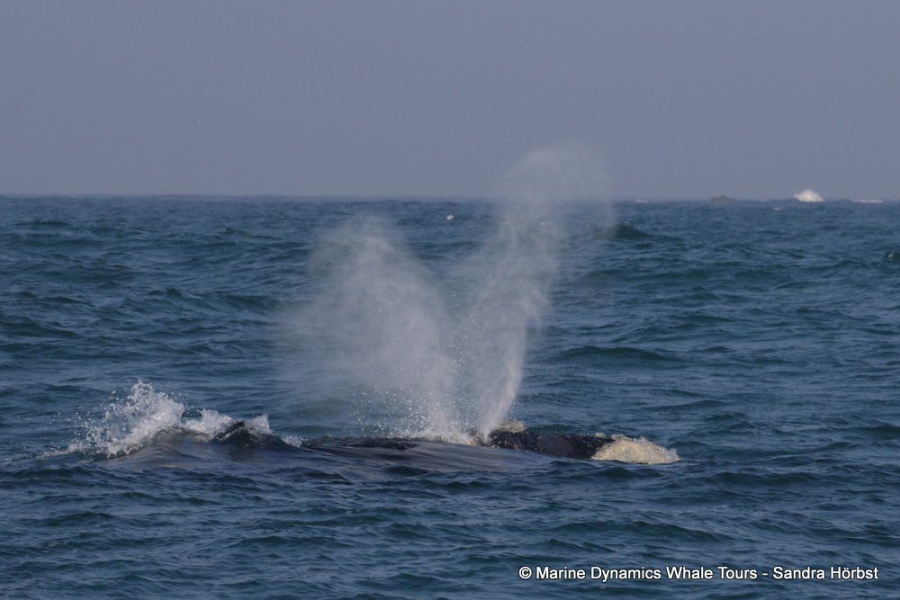 Southern right whale, whale watching, gansbaai, south africa,