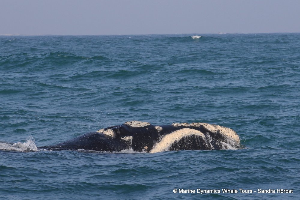 Southern right whale, whale watching, gansbaai, south africa,
