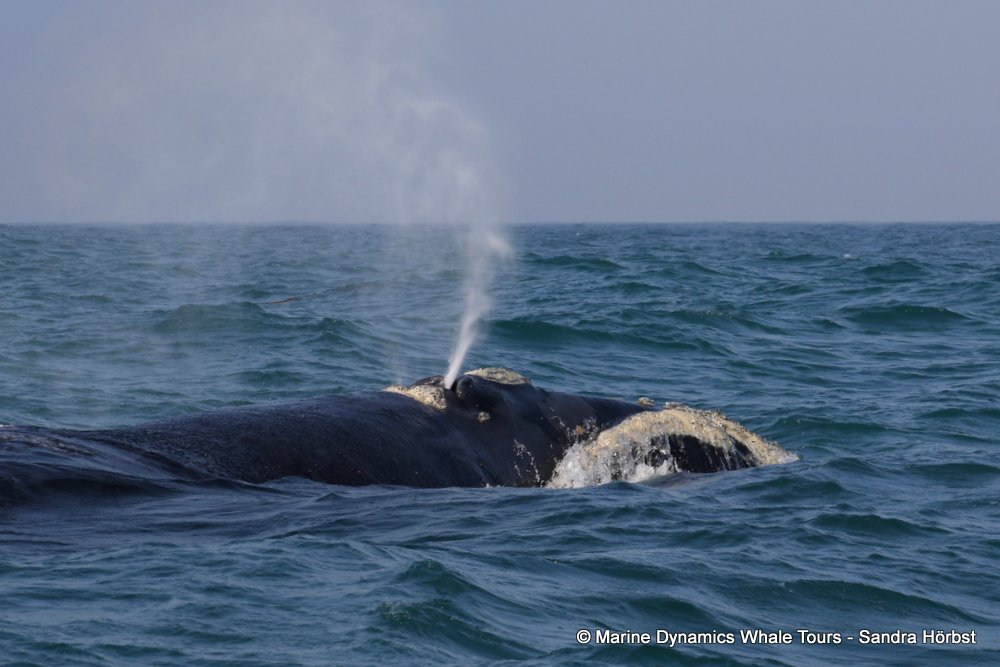 Southern right whale, whale watching, gansbaai, south africa,