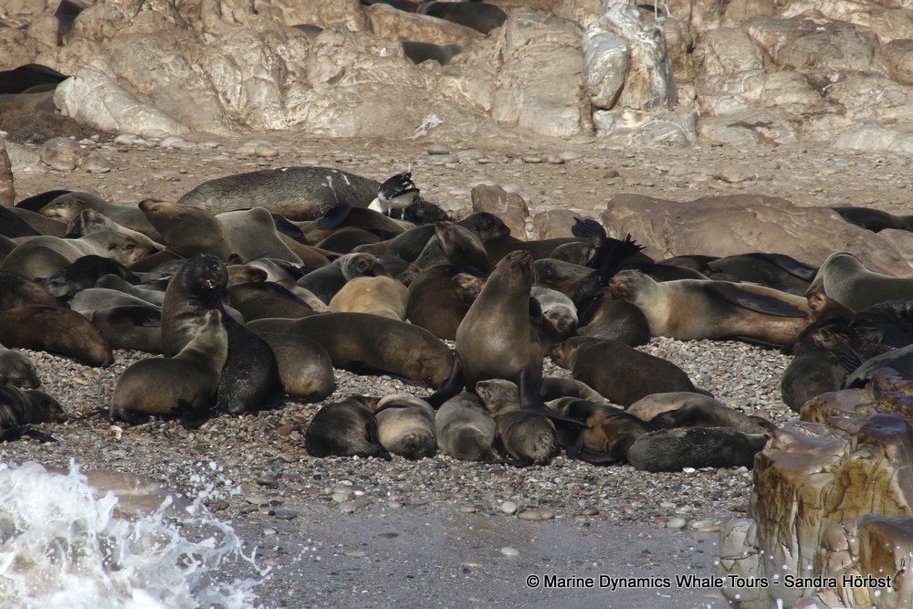 cape fur seal, whale watching, gansbaai, south africa