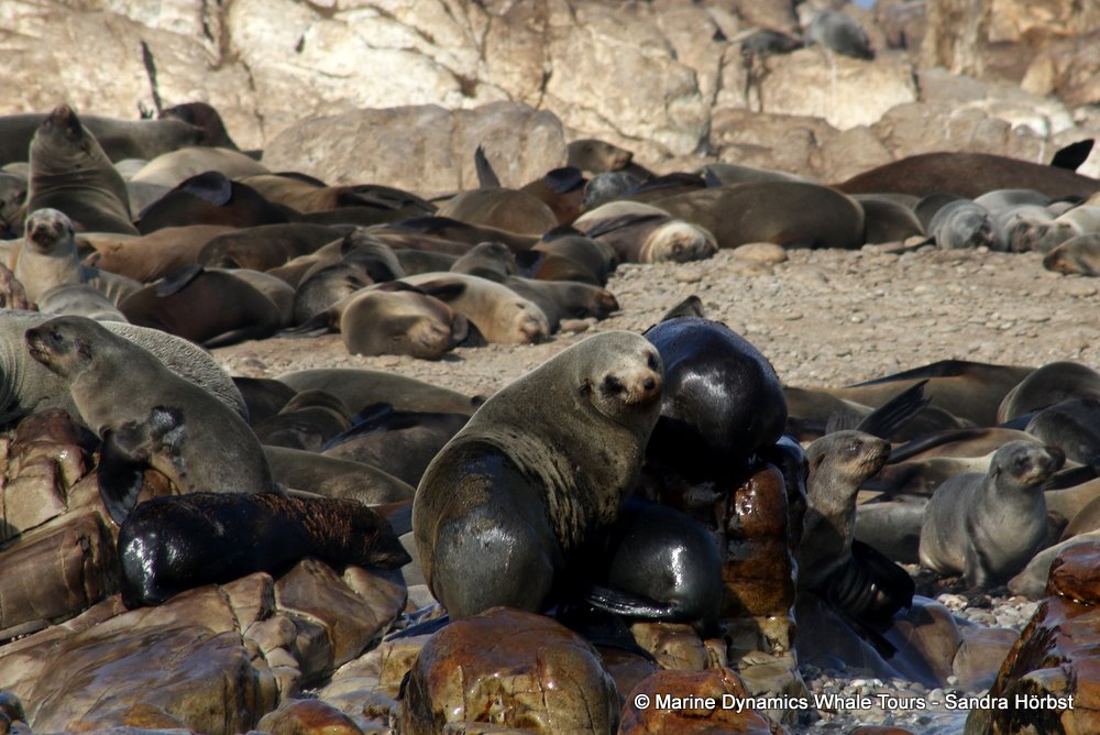cape fur seal, whale watching, gansbaai, south africa