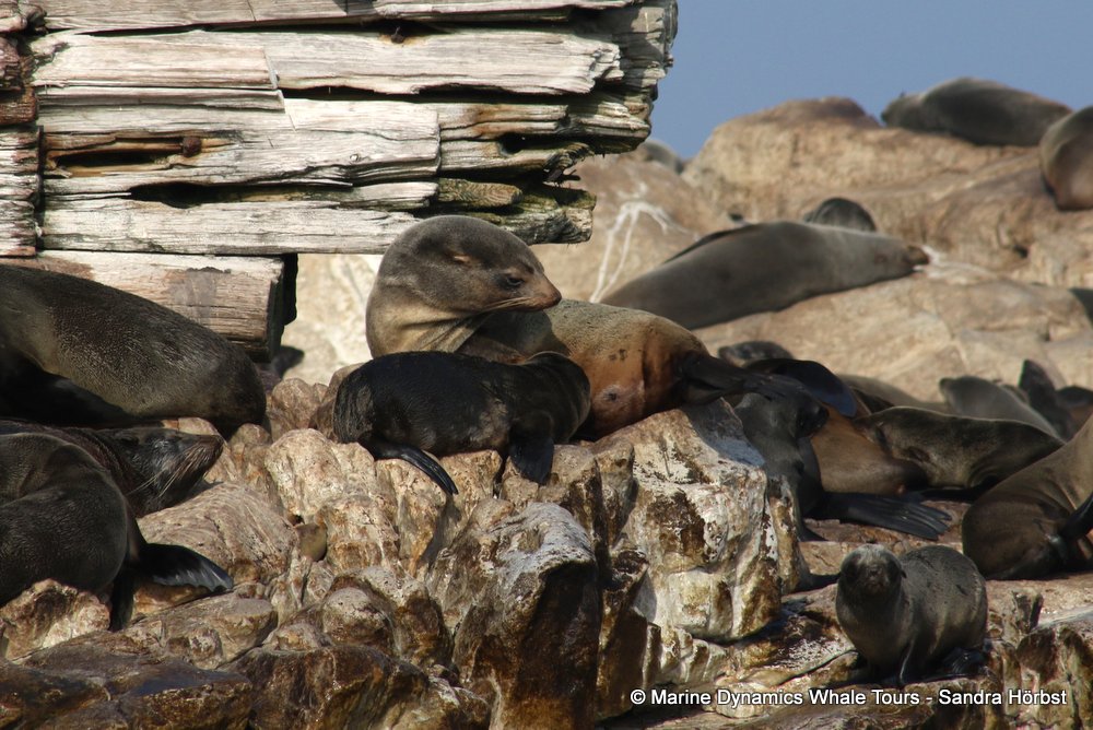cape fur seal, whale watching, gansbaai, south africa
