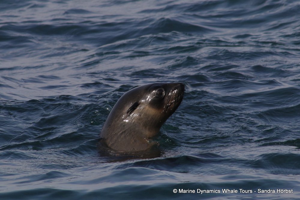 cape fur seal, whale watching, gansbaai, south africa