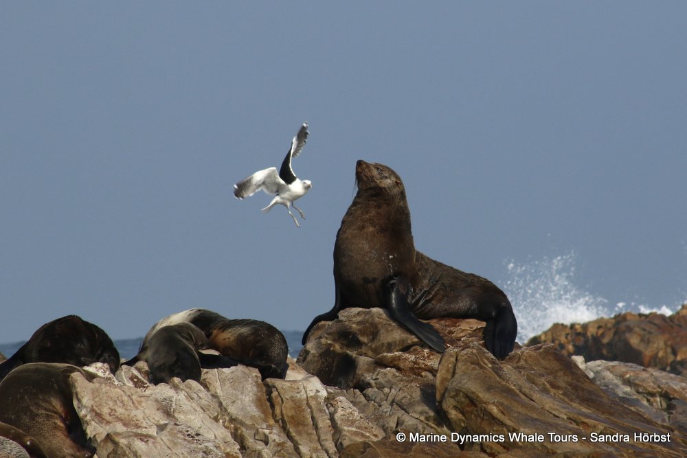 cape fur seal, whale watching, gansbaai, south africa