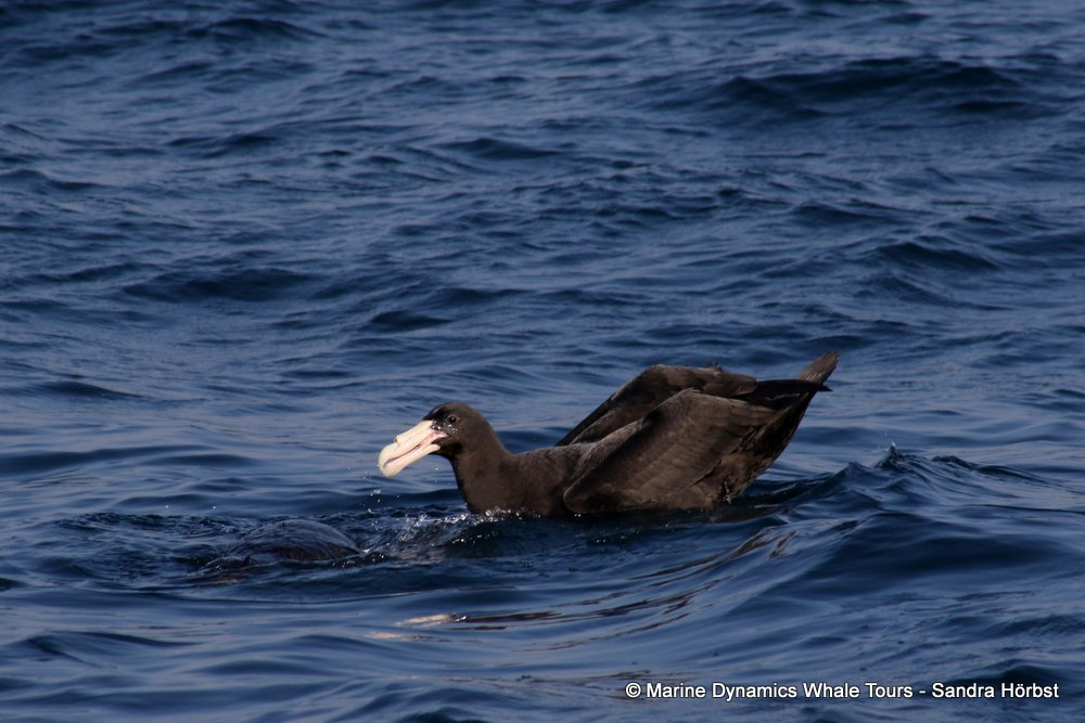 giant petrel, whale watching, gansbaai, south africa,