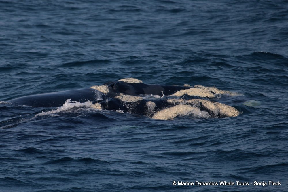 Southern right whale, whale watching, gansbaai, south africa,
