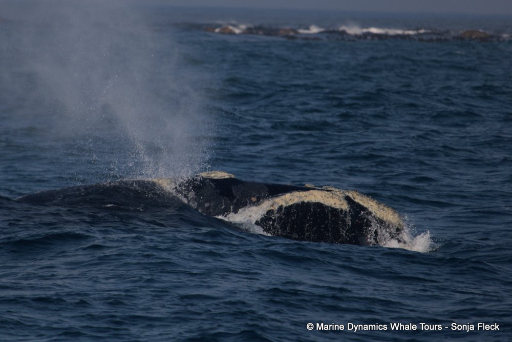 Southern right whale, whale watching, gansbaai, south africa,