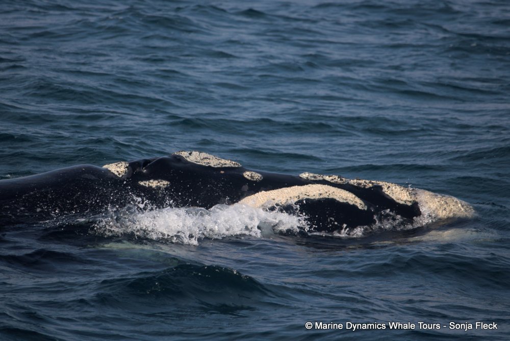 Southern right whale, whale watching, gansbaai, south africa,