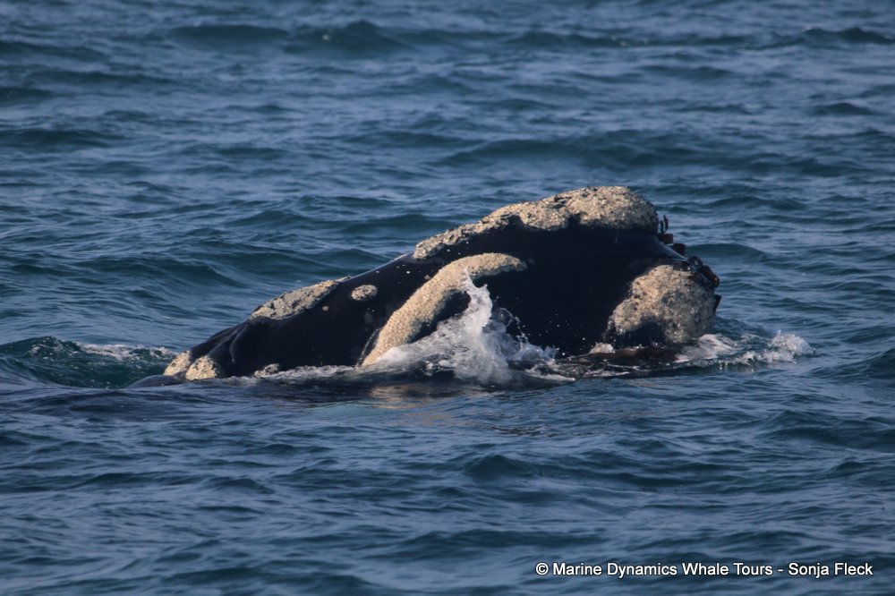 Marine Big 5 Daily Blog 22 June