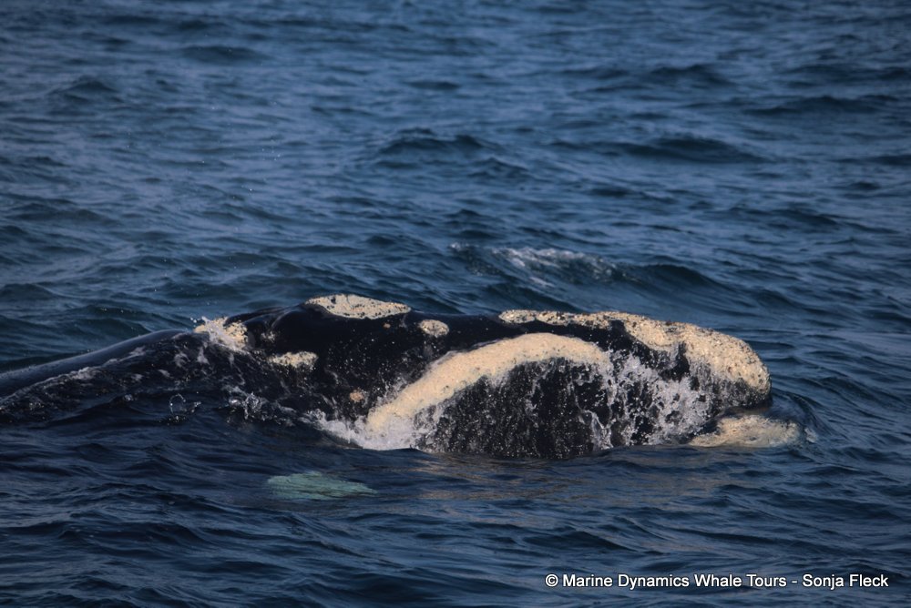 Southern right whale, whale watching, gansbaai, south africa,