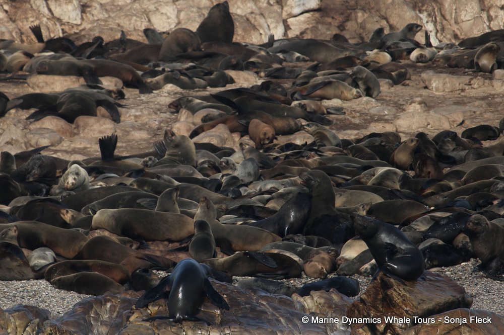 cape fur seal, whale watching, gansbaai, south africa