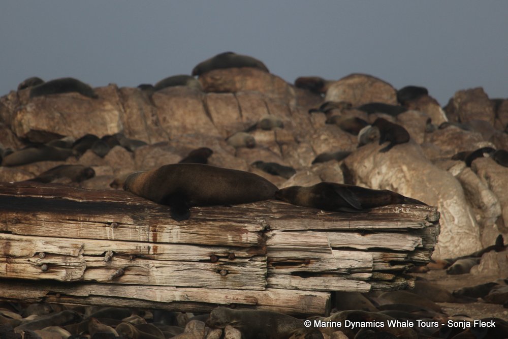 cape fur seal, whale watching, gansbaai, south africa