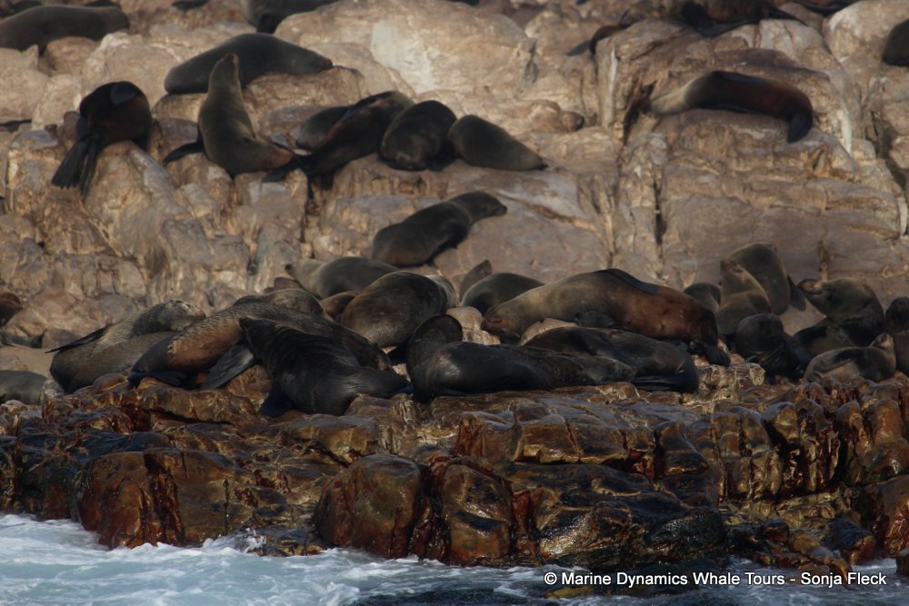 cape fur seal, whale watching, gansbaai, south africa