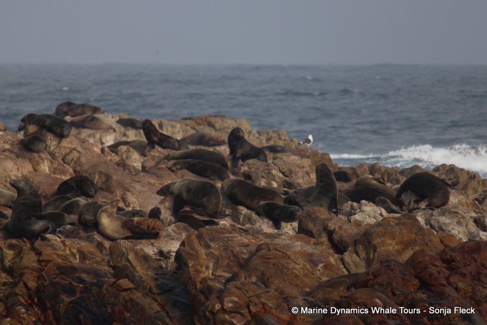 cape fur seal, whale watching, gansbaai, south africa