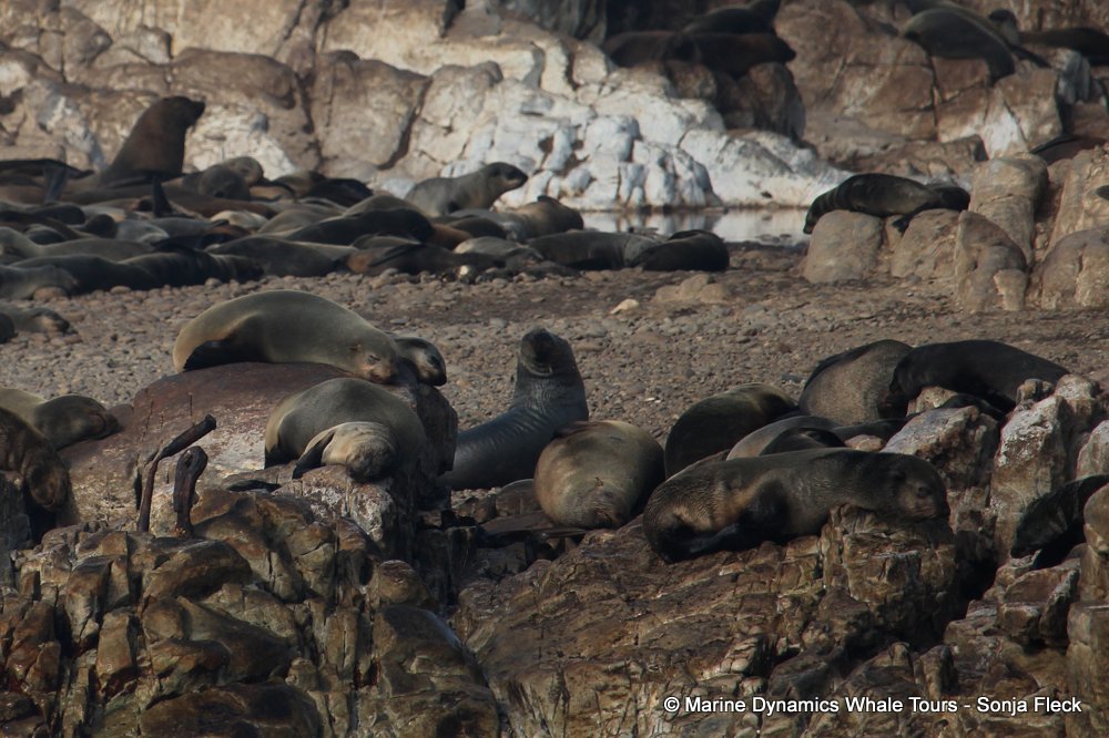 cape fur seal, whale watching, gansbaai, south africa