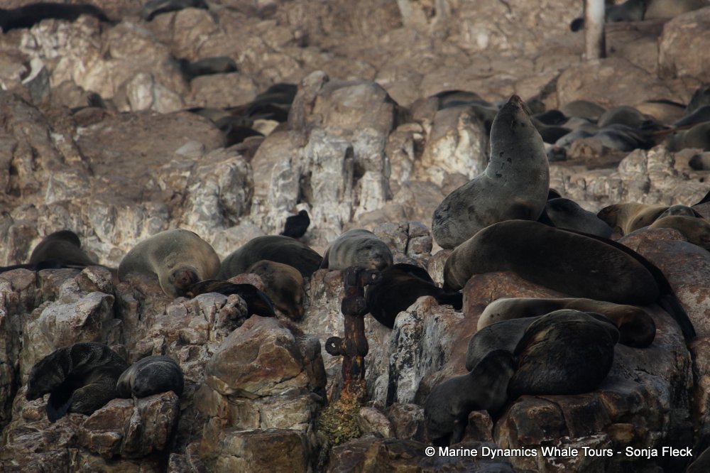 cape fur seal, whale watching, gansbaai, south africa