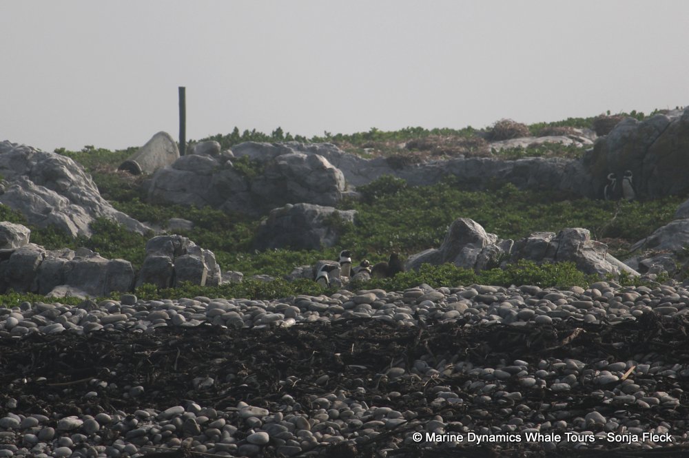 african penguin, whale watching, gansbaai, south africa