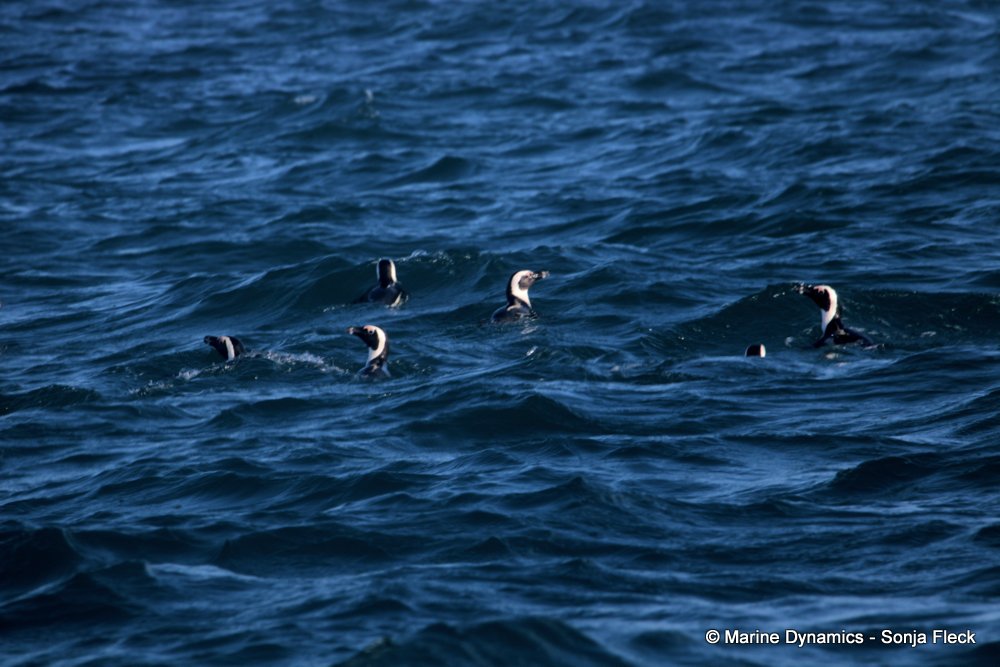african penguin, whale watching, gansbaai, south africa
