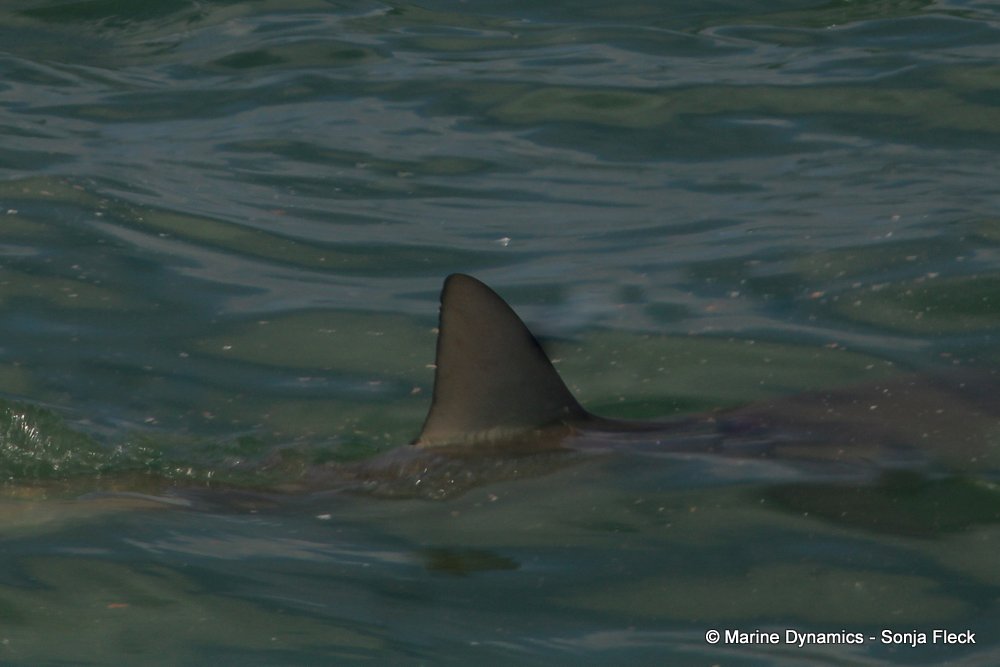 bronze whaler shark, whale watching, gansbaai, south africa,