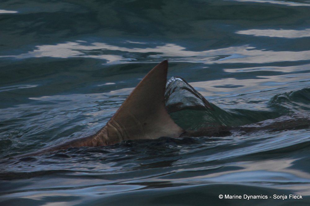 bronze whaler shark, whale watching, gansbaai, south africa,