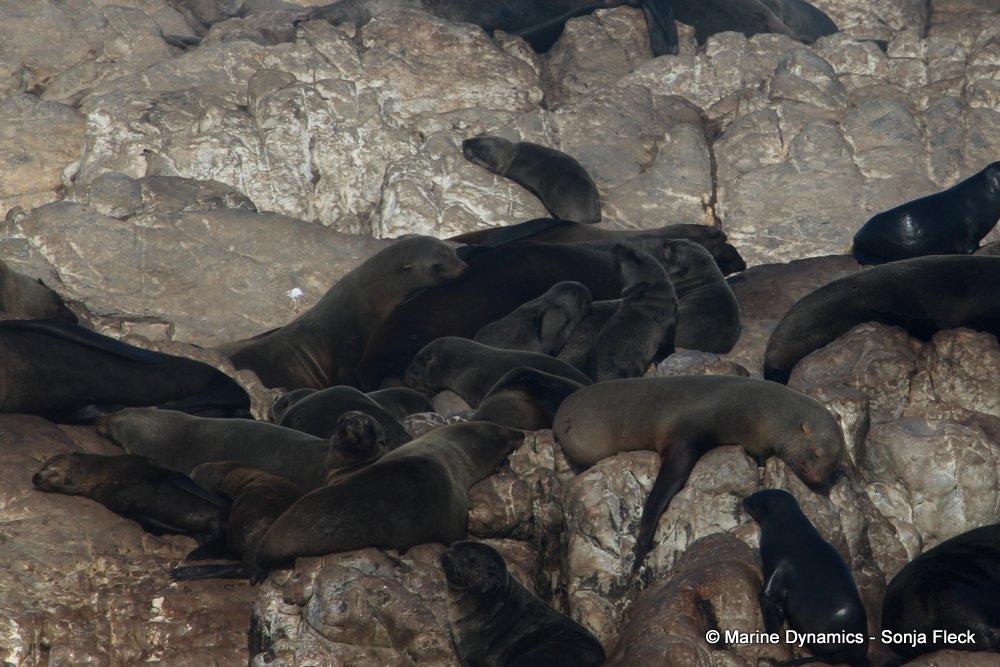 cape fur seal, whale watching, gansbaai, south africa