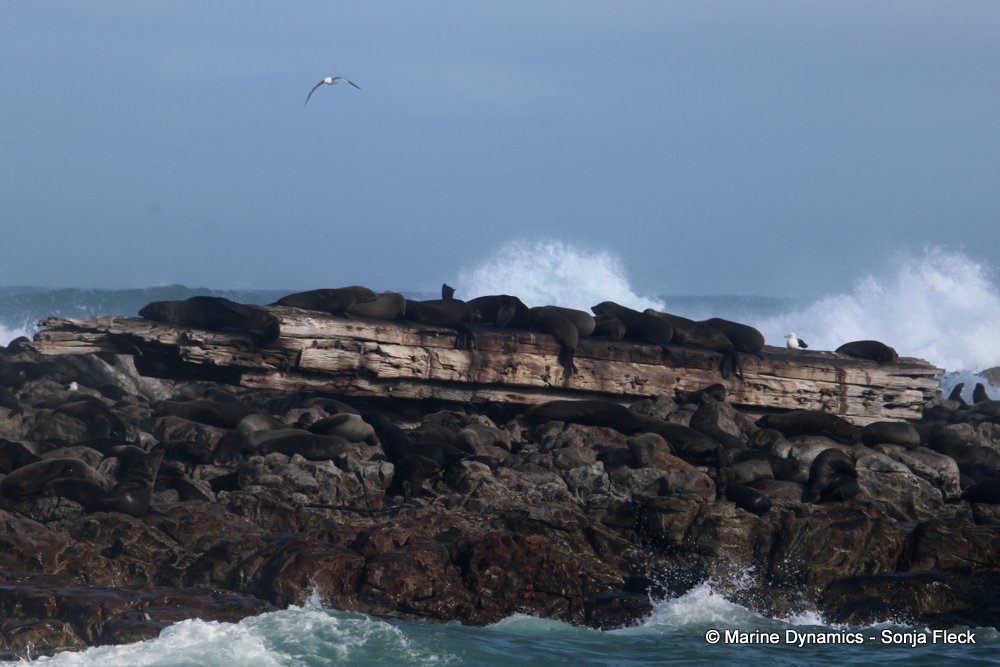 cape fur seal, whale watching, gansbaai, south africa