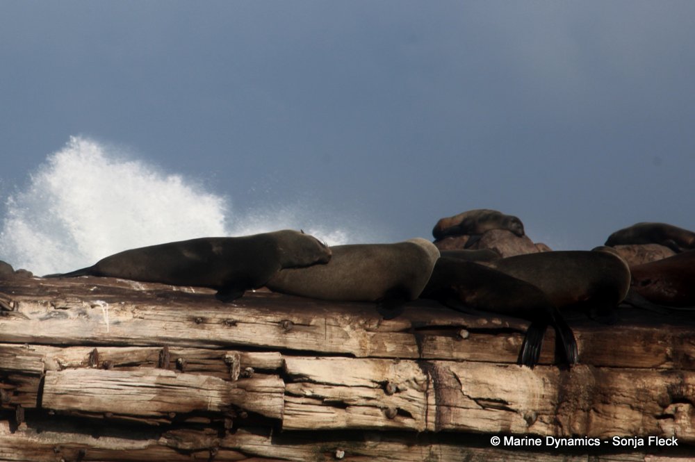 cape fur seal, whale watching, gansbaai, south africa