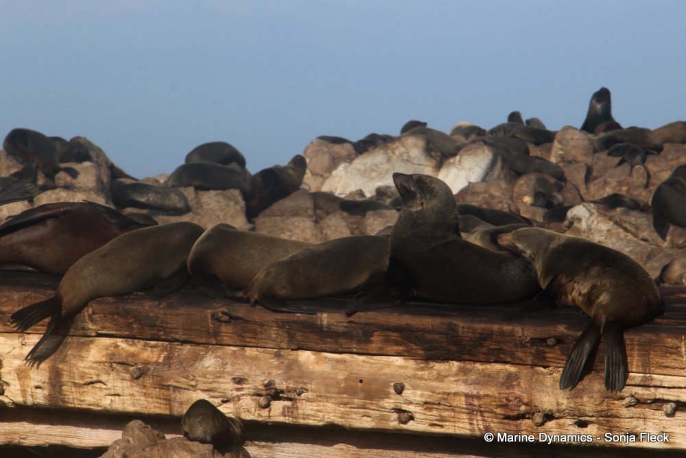 cape fur seal, whale watching, gansbaai, south africa