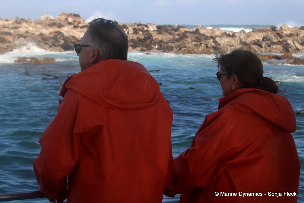 whale watching, gansbaai, south africa