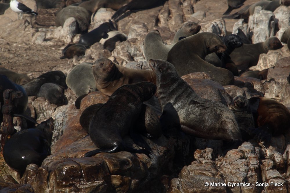 cape fur seal, whale watching, gansbaai, south africa