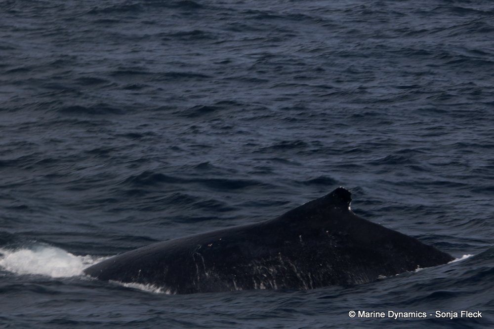 humpback whale, whale watching, gansbaai, south africa