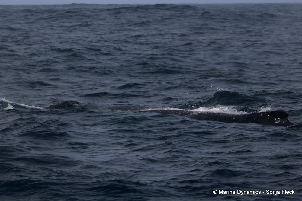 humpback whale, whale watching, gansbaai, south africa