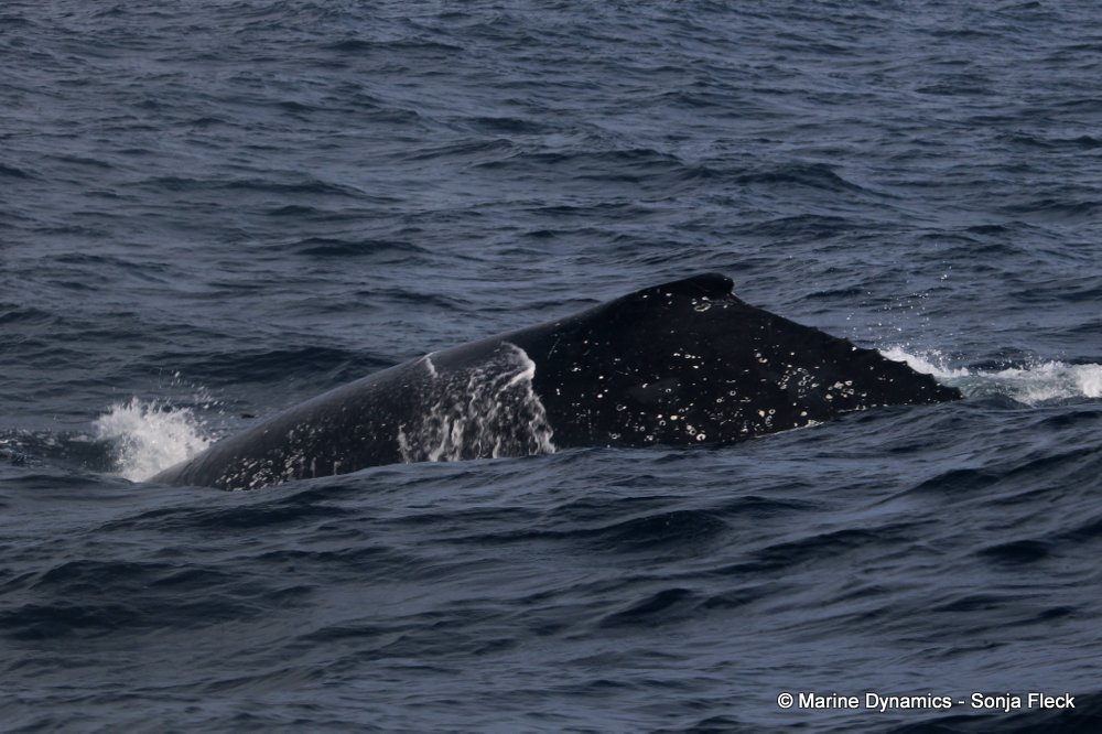 Marine Big 5 Daily Blog 25 June