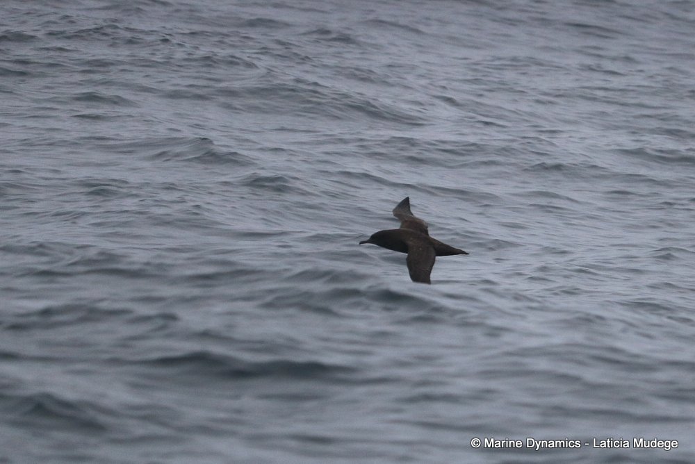 sooty shearwater, whale watching, gansbaai, south africa