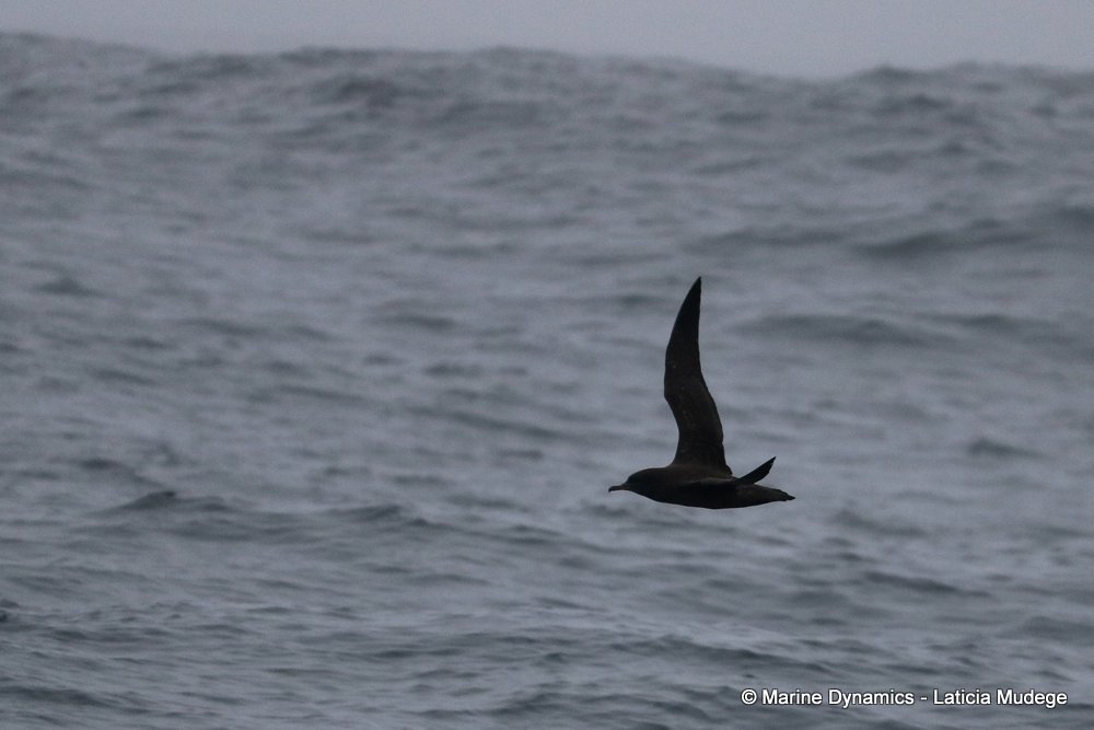 sooty shearwater, whale watching, gansbaai, south africa