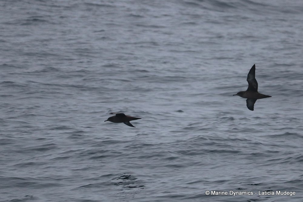 sooty shearwater, whale watching, gansbaai, south africa