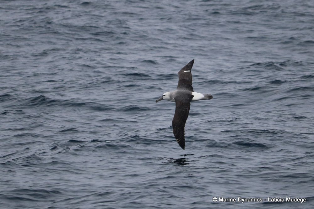 shy albatross, whale watching, gansbaai, south africa