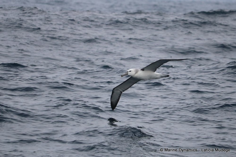 shy albatross, whale watching, gansbaai, south africa