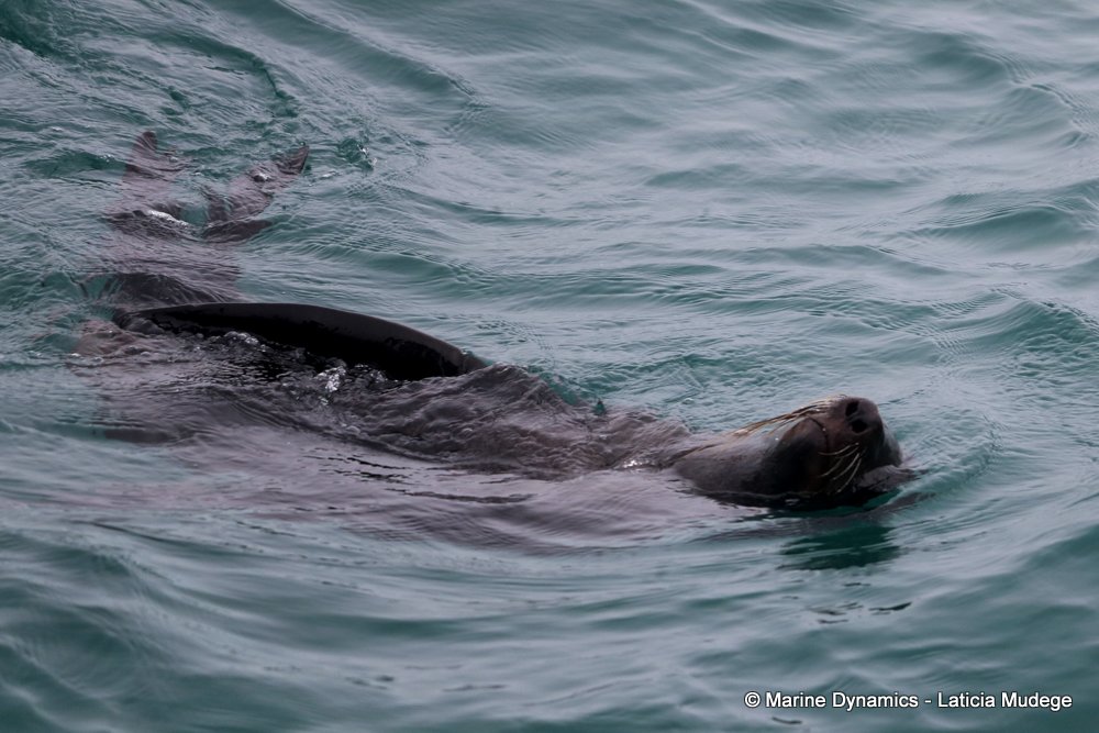 cape fur seal, whale watching, gansbaai, south africa