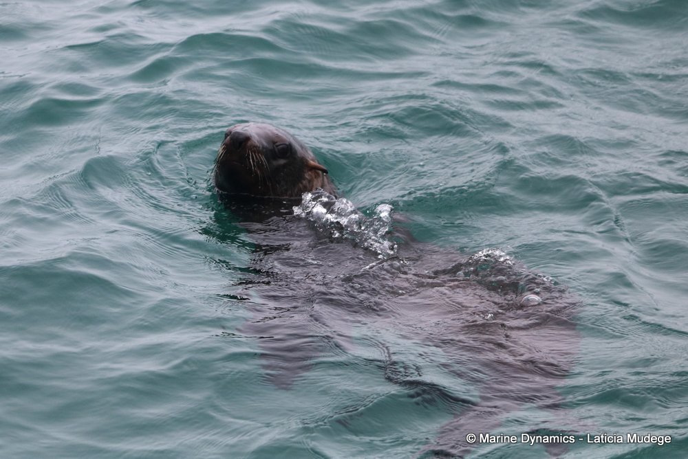 cape fur seal, whale watching, gansbaai, south africa