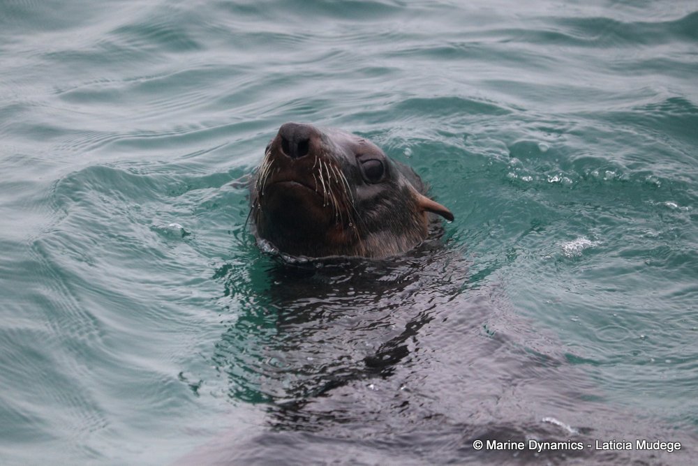 cape fur seal, whale watching, gansbaai, south africa