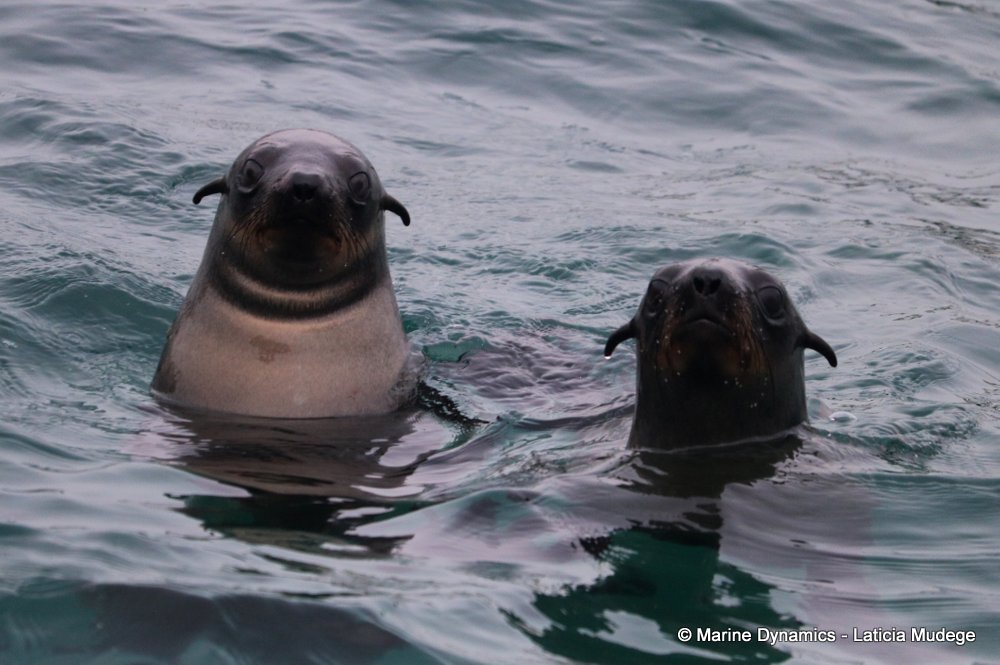 Marine Big 5 Daily Blog 26 June