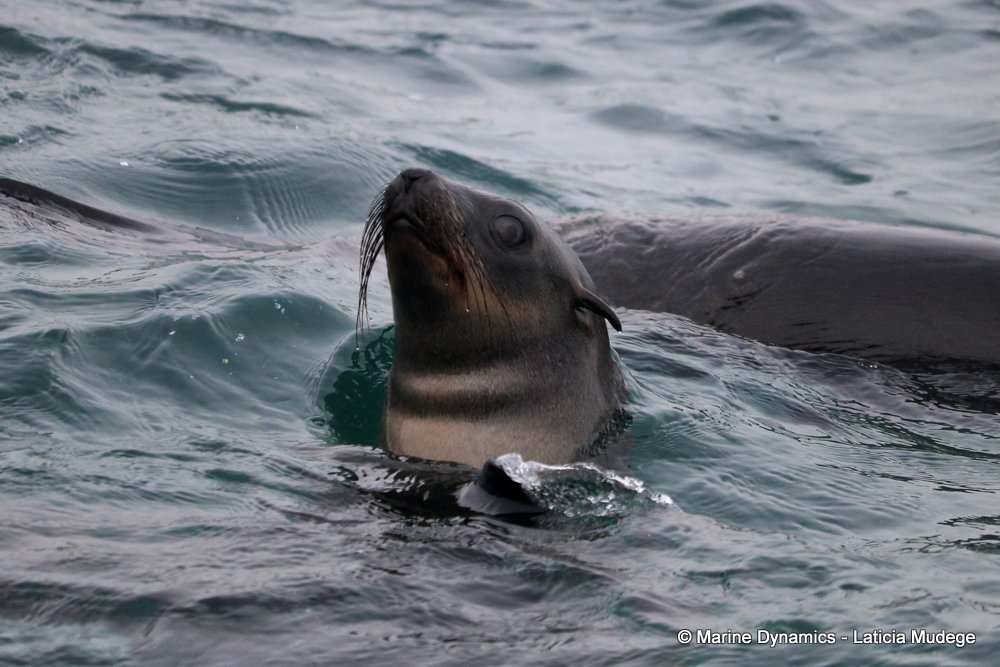 cape fur seal, whale watching, gansbaai, south africa