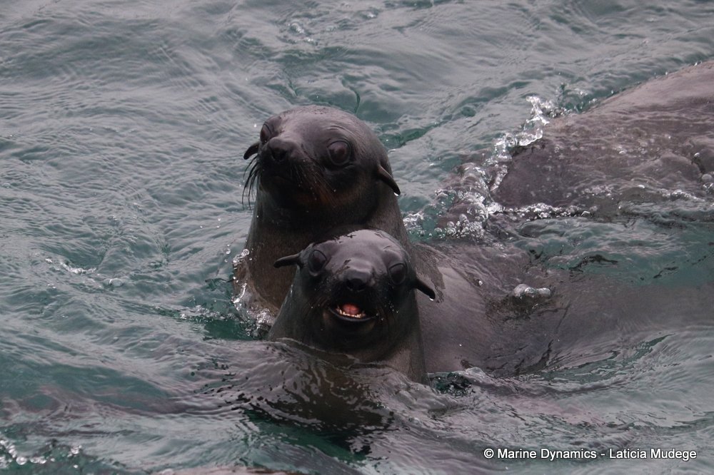 cape fur seal, whale watching, gansbaai, south africa