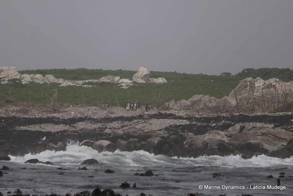 african penguin, whale watching, gansbaai, south africa