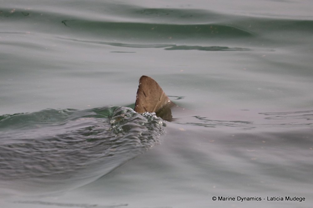 bronze whaler shark, whale watching, gansbaai, south africa,