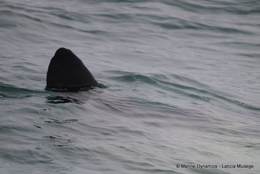 sunfish, whale watching, gansbaai, south africa