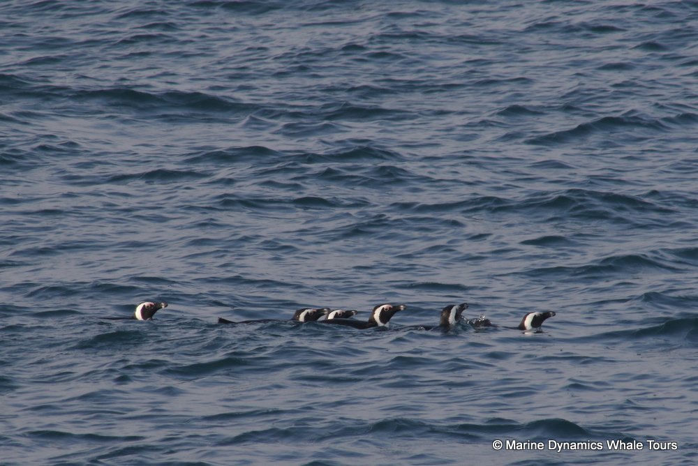 penguins, whale watching, gansbaai, south africa,