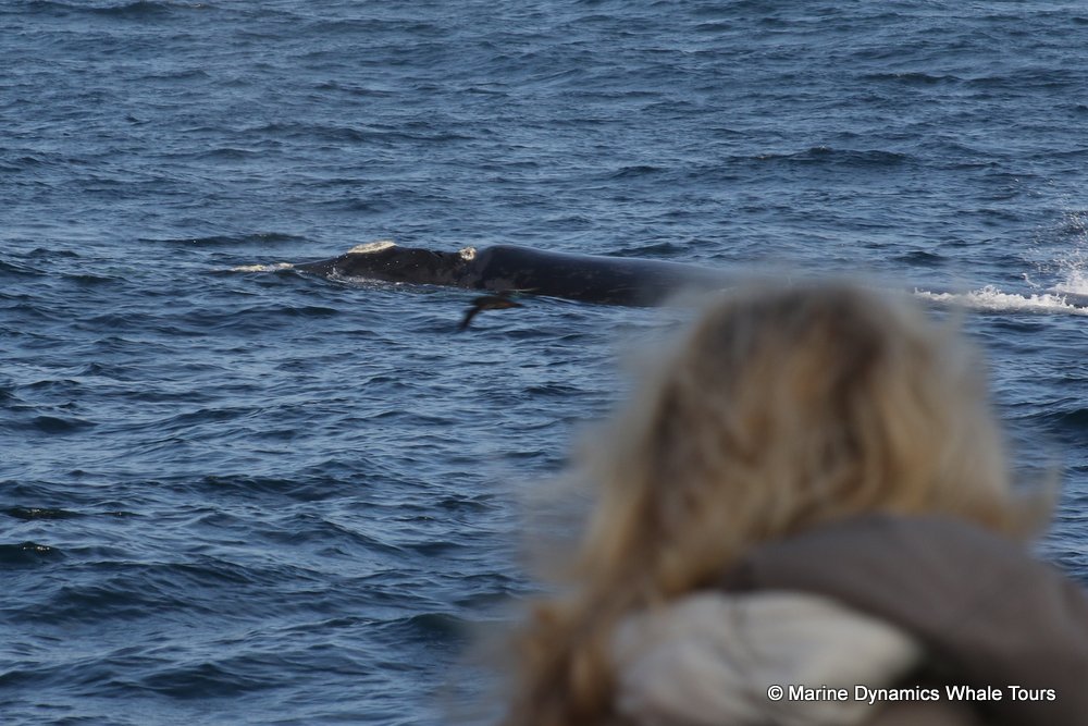 Southern right whale, whale watching, gansbaai, south africa,